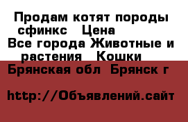 Продам котят породы сфинкс › Цена ­ 4 000 - Все города Животные и растения » Кошки   . Брянская обл.,Брянск г.